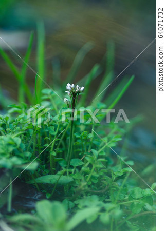 彎曲碎米薺 64071732