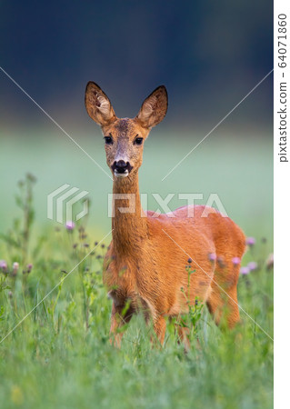 Adorable roe deer standing in green grass with violet thistles around from front 64071860