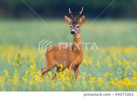 Dominant roe deer buck from front view on a meadow with flowers 64071862