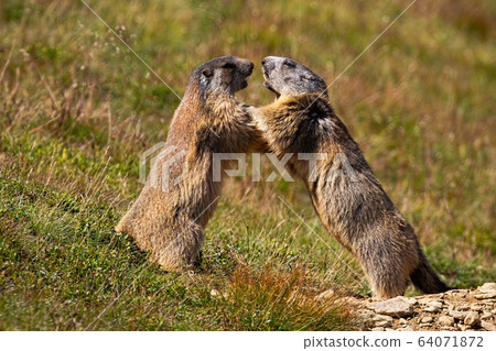 Alpine marmot, marmota marmota, fighting over territory near den entrance Alpine marmot, marmota marmota, fighting over territory near den entrance 64071872