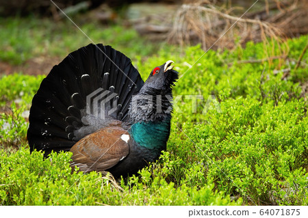Western capercaillie showing off in the forest full of bilberry shrubs. Western capercaillie showing off in the forest full of bilberry shrubs. 64071875