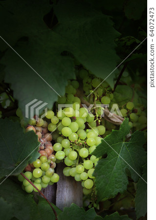 Grape disease. Rotting and ripening grapes on one vine. Crop infected gray mold. Agricultural problems. Botrytis cinerea. Poster background Grape disease. Rotting and ripening grapes on one vine. Crop infected gray mold. Agricultural problems. Botrytis cinerea. Poster background 64072473