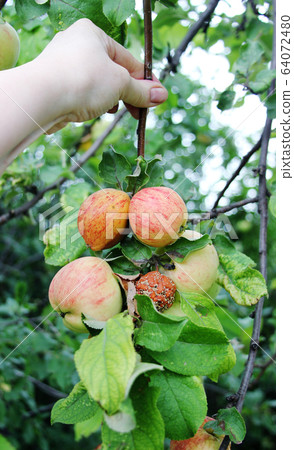Monilia. Apples Infected by Fungal Disease Monilia fructigena in Orchard. Spoilage harvest 64072480