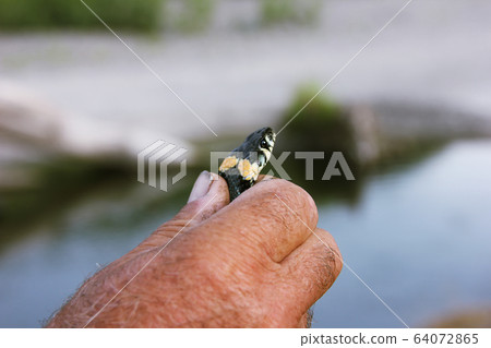 a man caught a snake in a camp near the river. Natrix natrix a man caught a snake in a camp near the river. Natrix natrix 64072865