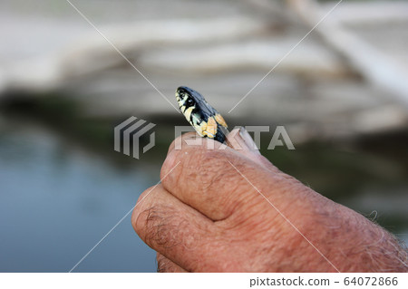 a man caught a snake and holding her head in the hands. Natrix natrix a man caught a snake and holding her head in the hands. Natrix natrix 64072866