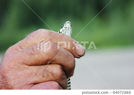a man caught a snake and hold her head on the green background. Natrix natrix a man caught a snake and hold her head on the green background. Natrix natrix 64072868