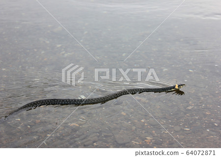 snake floating on the river in shallow water 64072871