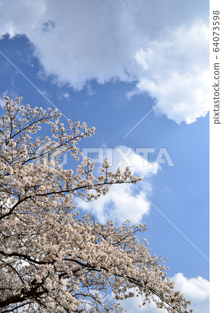 櫻花 64073598