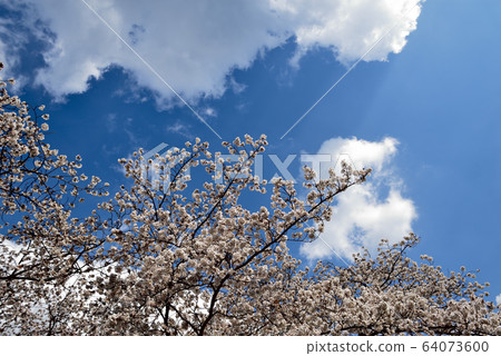 櫻花 64073600