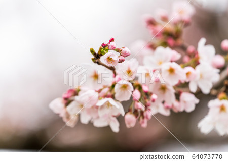 Ichimoku cherry blossoms in full bloom near Ogawara Town, Miyagi Prefecture Ichimoku cherry blossoms in full bloom near Ogawara Town, Miyagi Prefecture 64073770