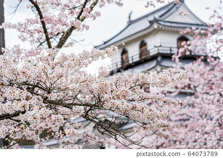 Shiroishi Castle and Sakura Shiroishi City, Miyagi Prefecture 64073789