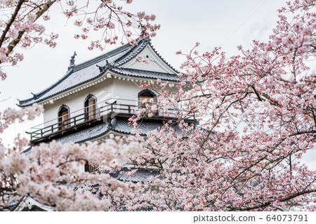 Shiroishi Castle and Sakura Shiroishi City, Miyagi Prefecture 64073791