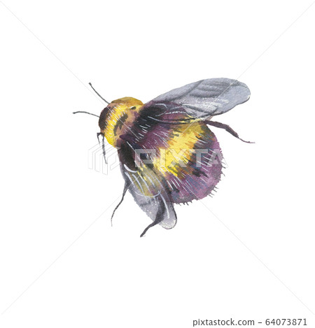 Watercolor bee natural illustration. Summer Watercolor bee natural illustration. Summer 64073871