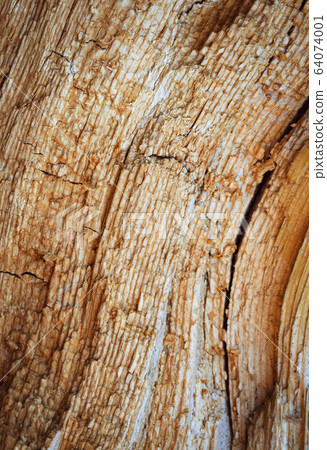 Detail of rotten spruce wood 64074001