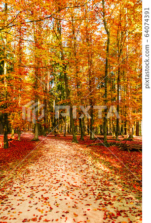 Amazing golden autumn colors in the forest path Amazing golden autumn colors in the forest path 64074391
