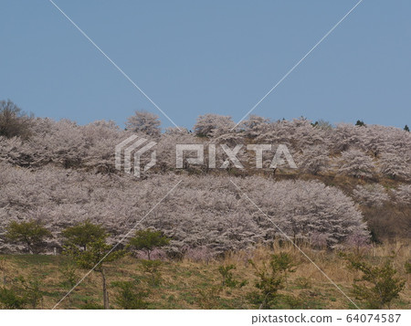Torayama的Senbonzakura Torayama的Senbonzakura 64074587