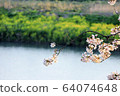 河邊的櫻花 64074648