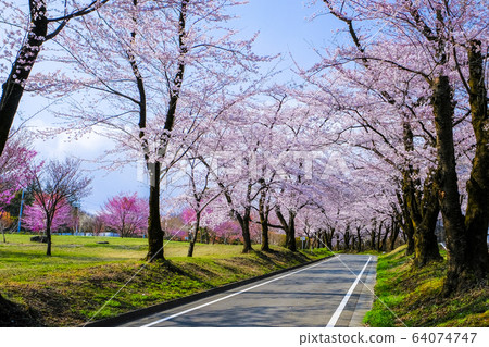 Senbonzakura on the south side of Akagi 3 Senbonzakura on the south side of Akagi 3 64074747