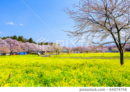 Rape field and row of cherry trees 1 Rape field and row of cherry trees 1 64074748