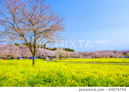 Rape field and row of cherry trees 2 Rape field and row of cherry trees 2 64074749