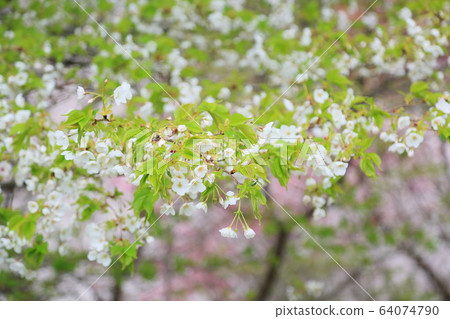 Wildflower Flowers 64074790