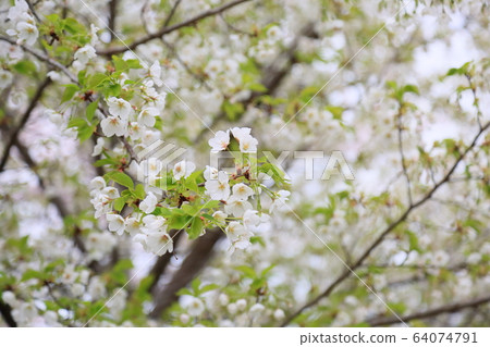 Wildflower Flowers Wildflower Flowers 64074791