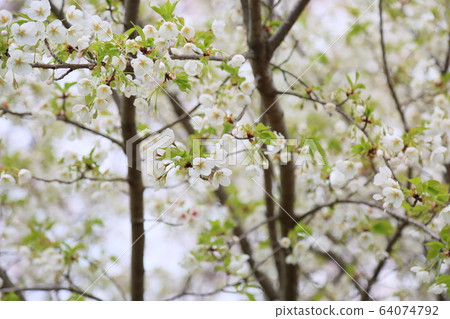 Wildflower Flowers 64074792