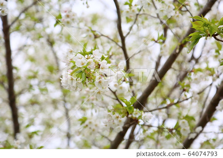 Wildflower Flowers 64074793