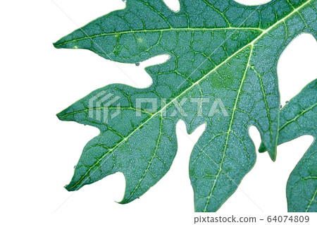 Rain drop on papaya leaf show pattern With shadow Rain drop on papaya leaf show pattern With shadow 64074809