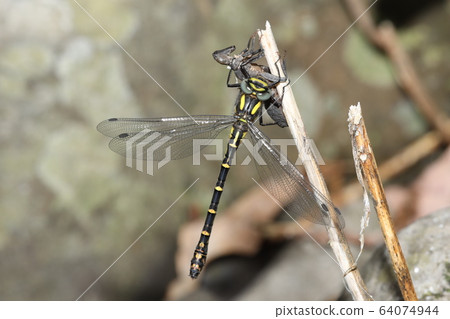 Emergence of Mukashitonbo 64074944