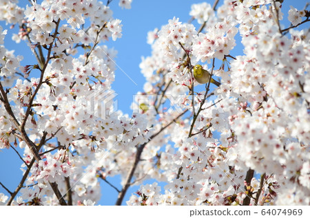 Wild bird Mejiro 64074969