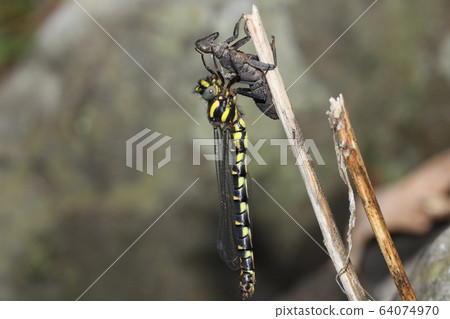 Emergence of Mukashitonbo Emergence of Mukashitonbo 64074970