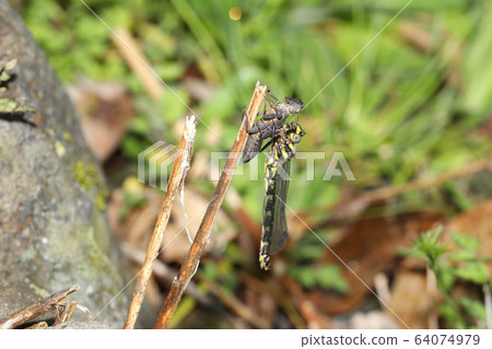 Emergence of Mukashitonbo 64074979