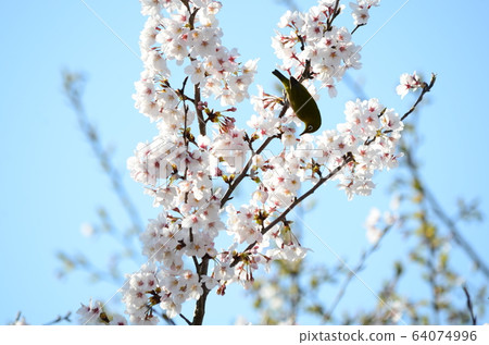 野鳥Mejiro 64074996