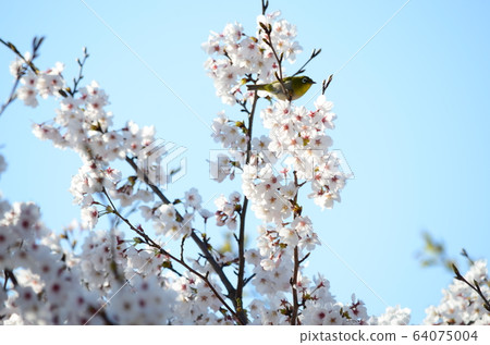 Wild bird Mejiro 64075004