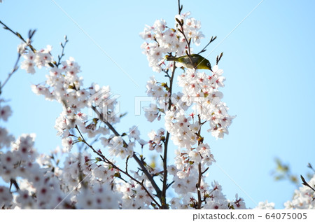 Wild bird Mejiro 64075005