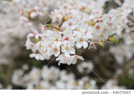Yoshino cherry blossoms Yoshino cherry blossoms 64075007