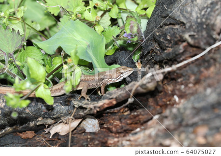 日本假名蛇 64075027