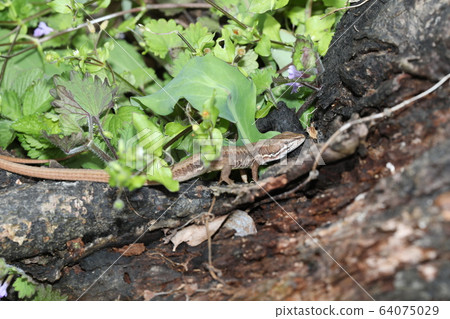 日本假名蛇 64075029