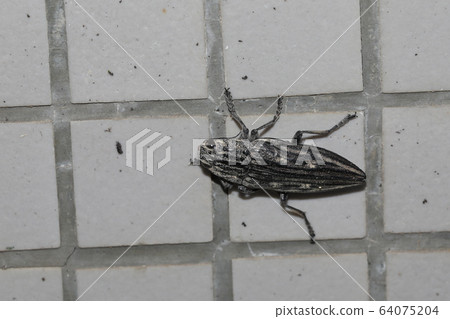 Ubatami mushi Ubatami mushi 64075204