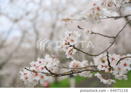 Yoshino cherry blossoms Yoshino cherry blossoms 64075238