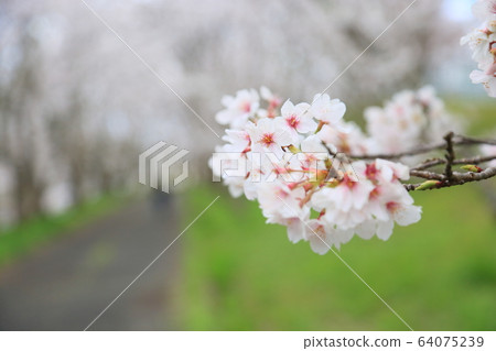 Yoshino cherry blossoms Yoshino cherry blossoms 64075239