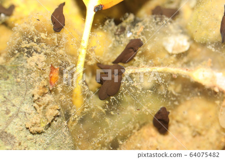 Azuma toad larva Azuma toad larva 64075482