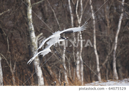 日本起重機父母和孩子登陸的一系列照片(9/17) 日本起重機父母和孩子登陸的一系列照片(9/17) 64075529