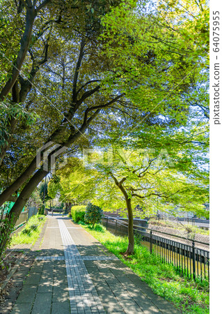 Spring in Japan Kitakoshigaya Fresh green landscape along the Sakakawa Green Road Spring in Japan Kitakoshigaya Fresh green landscape along the Sakakawa Green Road 64075955