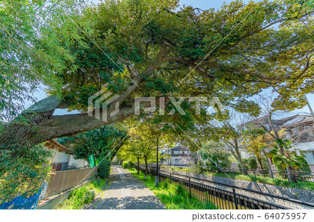 Scenery along the Kitakoshigaya Sakakawa Green Road 64075957