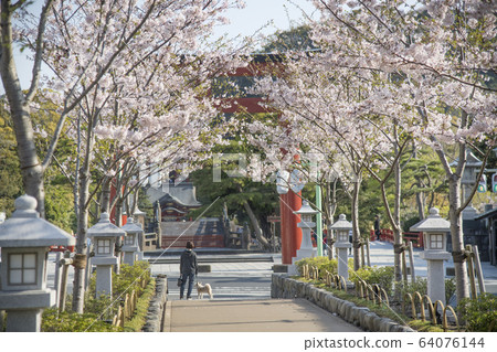 神奈川縣鎌倉市鶴岡八man宮 神奈川縣鎌倉市鶴岡八man宮 64076144