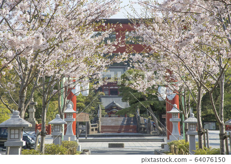 神奈川縣鎌倉市鶴岡八man宮 64076150