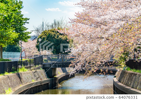 日本春天北越谷 64076331