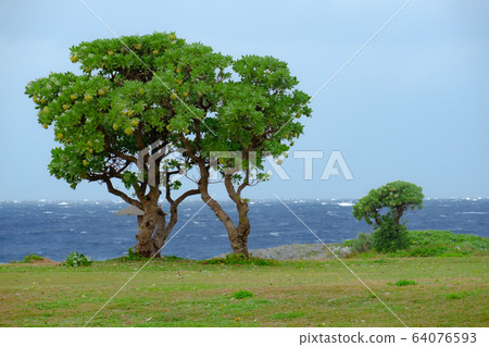 White rippling sea and two trees 64076593